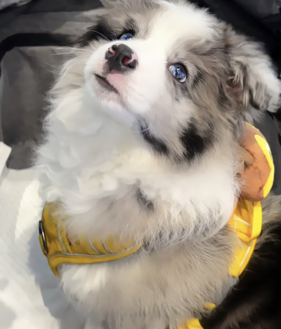 蓝眼陨石色边牧幼犬,颜值爆表,聪明伶俐,养宠首选