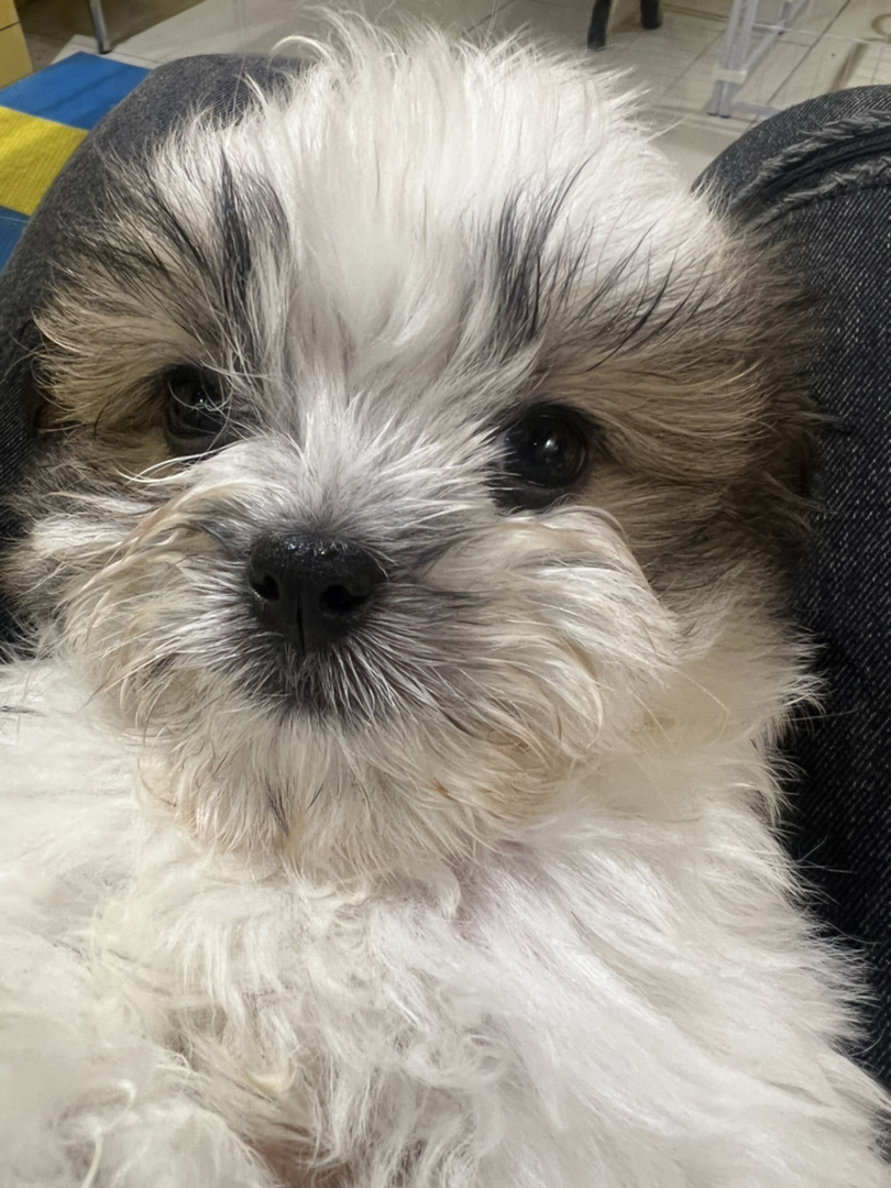 可爱西施犬幼犬，毛球般蓬松，颜值高性格乖