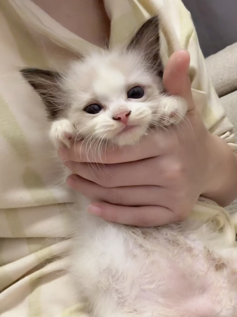 可爱布偶猫幼崽，颜值超高，性格温顺，治愈系萌宠