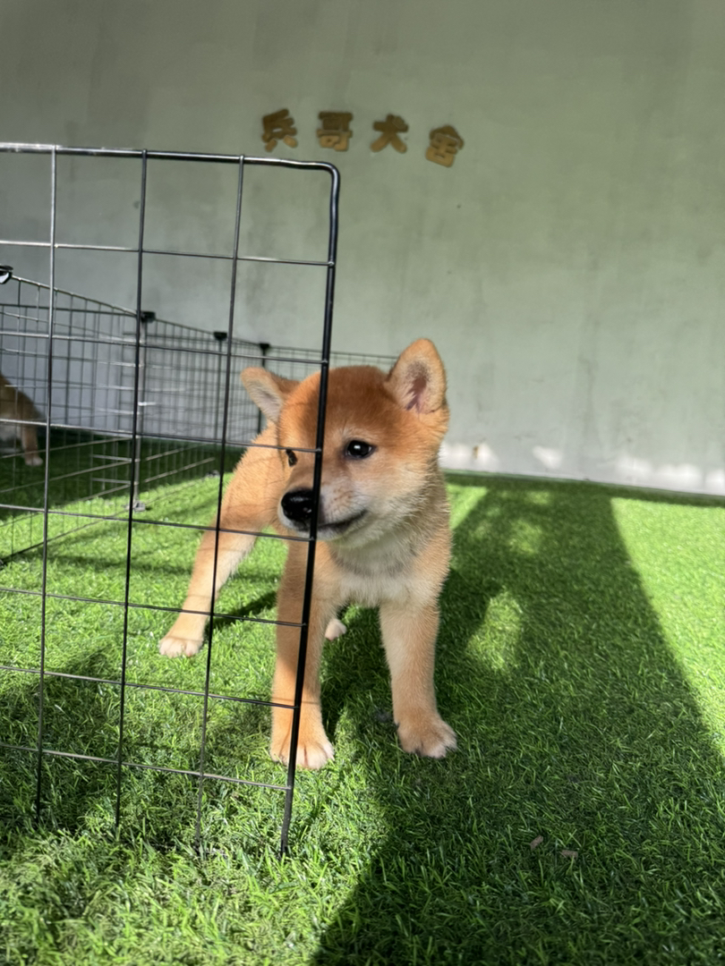 日本豆柴犬帅哥