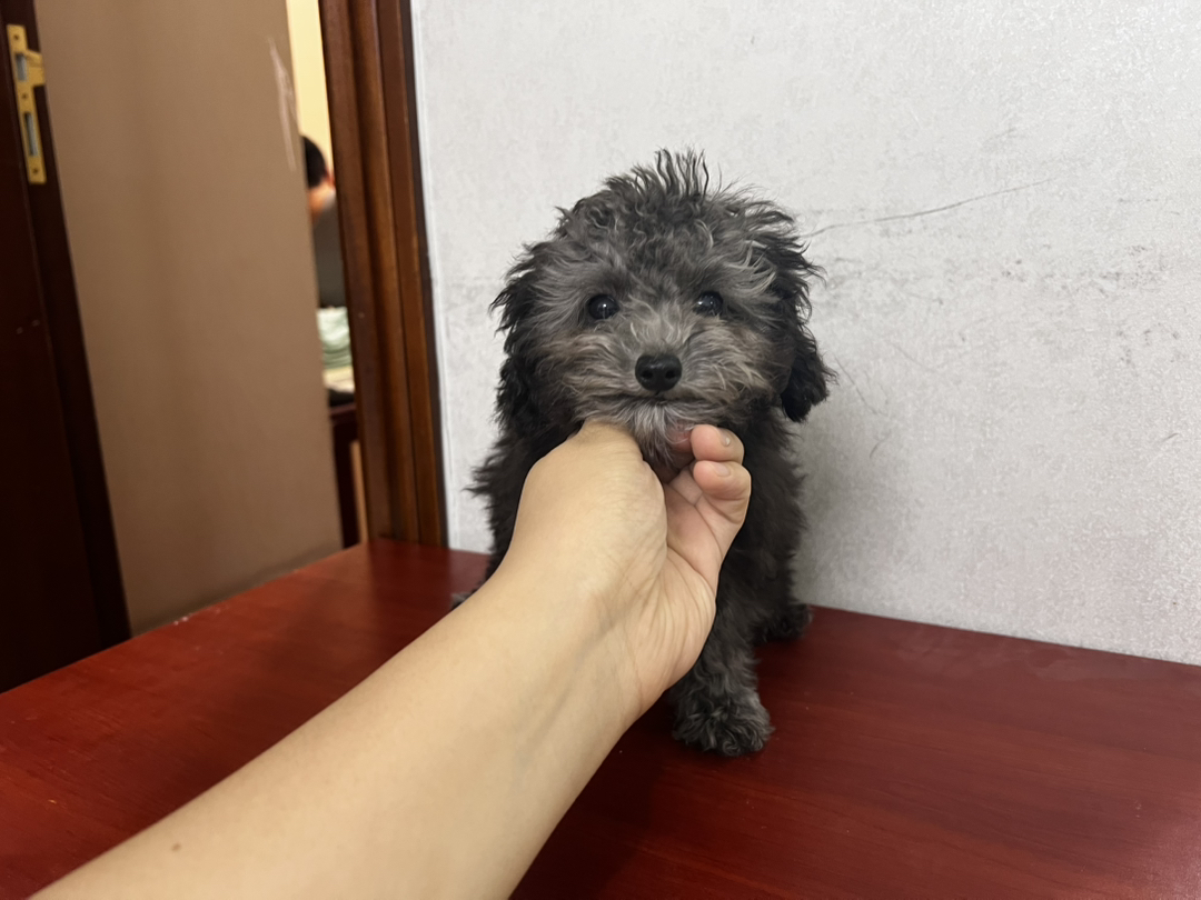 可泰迪犬，小巧玲珑，毛发蓬松，尽显萌态惹人爱