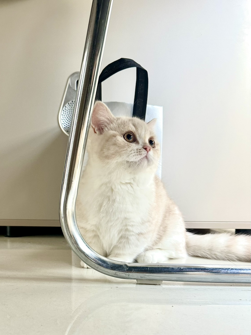 曼基康矮脚猫 妹妹，凯米尔色 胖脸 软糯 贴地飞行
