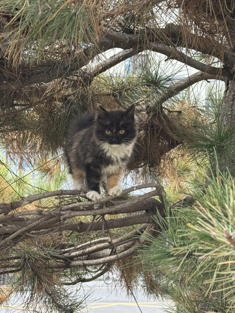 特别聪明听话，好养