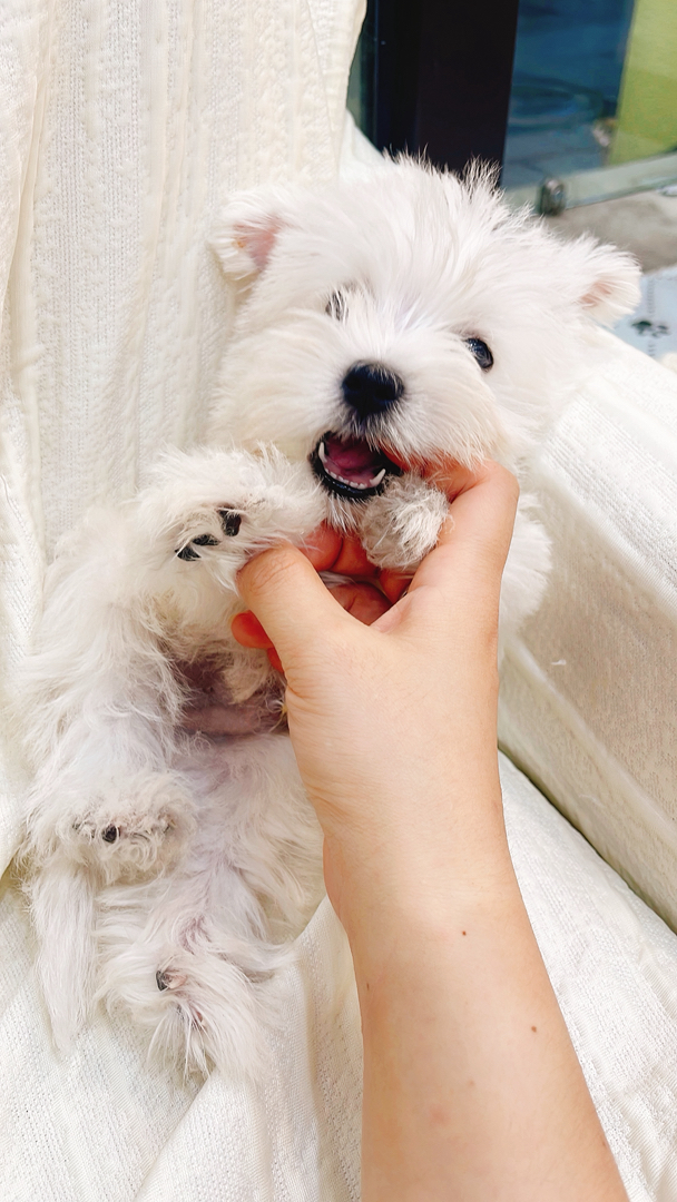 西高地白梗幼犬,雪白蓬松,活泼可爱,颜值出众,理想陪伴伴侣