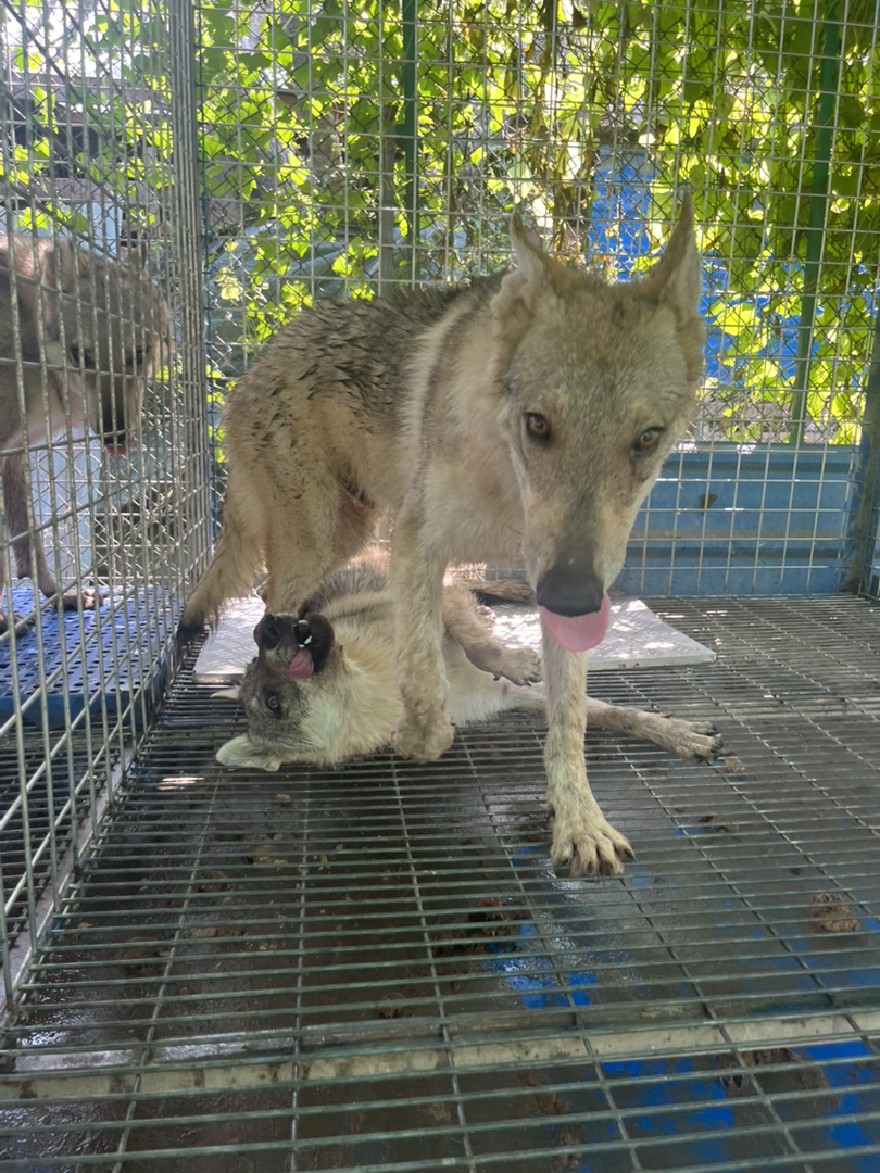 捷克狼犬冠军儿子出售