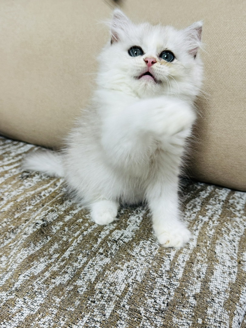 长毛银渐层妹妹