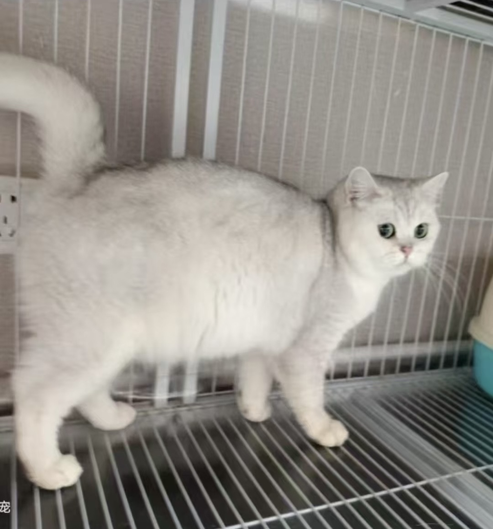 银渐层猫咪，毛发光滑，大眼可爱，温柔伴侣之选