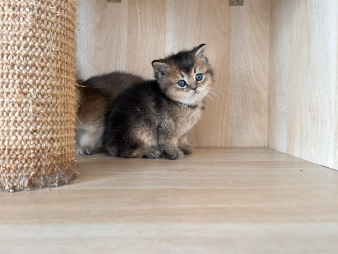 金渐层2公一母，一个1200