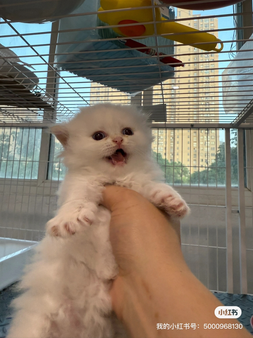 长毛金点宝宝