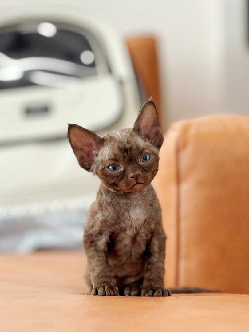 德文卷毛猫幼崽，咖啡色，卷毛大眼超可爱