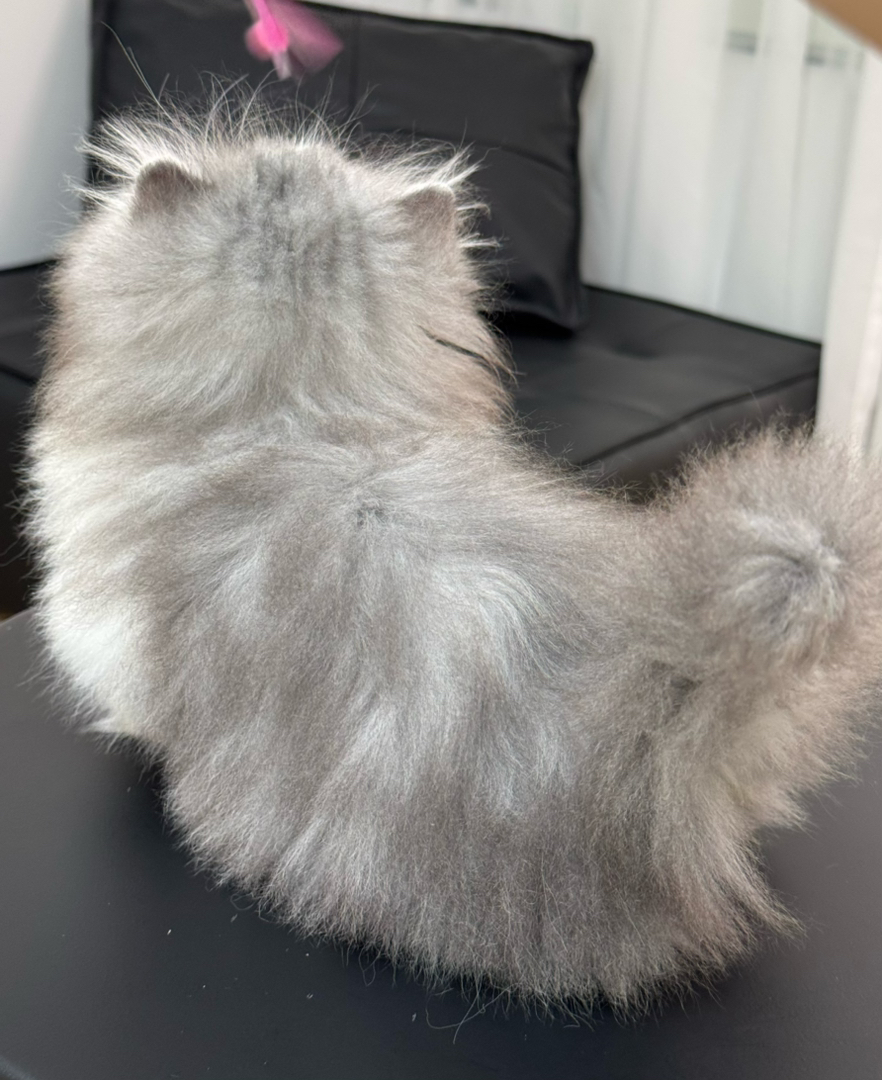 熊版银白米努特拿破仑矮脚妹妹