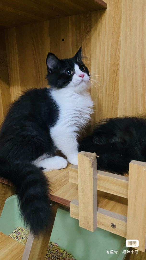 英国长毛猫，帅气黑猫警长