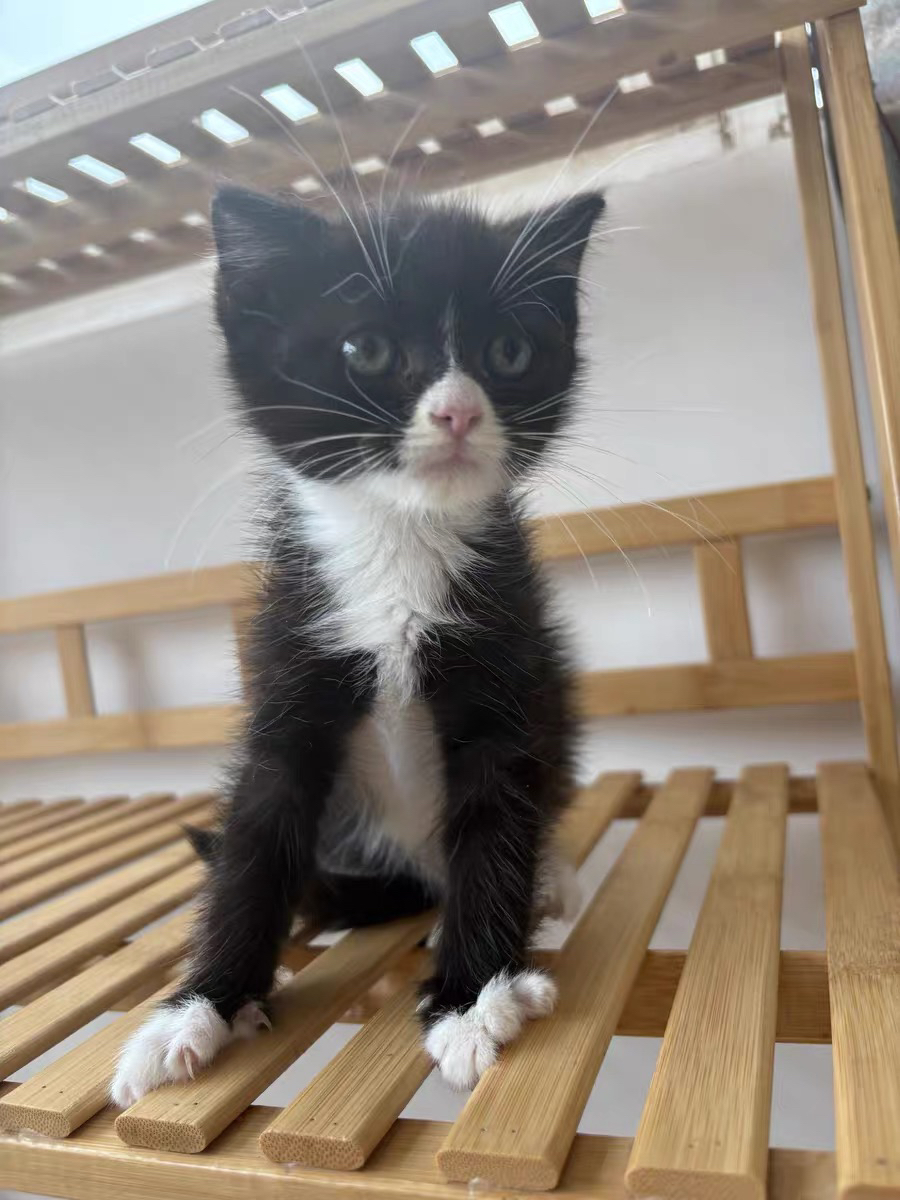 三只奶牛猫 两公一母 白手套 白肚皮 疫苗两针 无病无藓 活泼可爱