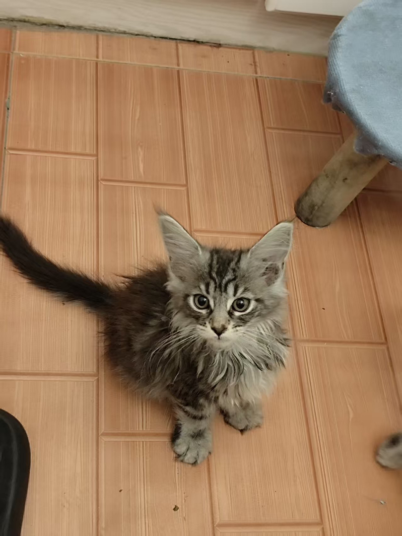 缅因猫幼崽，长毛大眼颜值高，气质优雅的温柔巨人