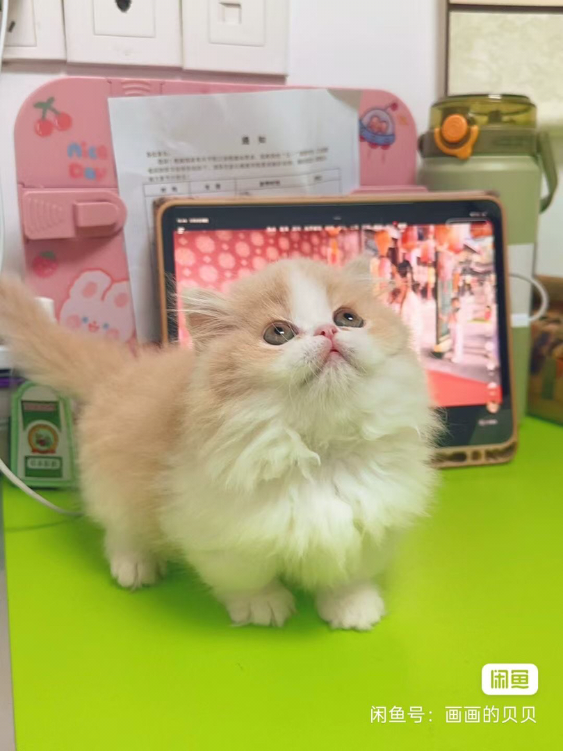 家养乳白高地，拿破仑小猫