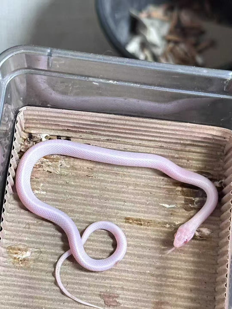 雪白束带蛇苗子包邮包活包风险好养适合新手，蛇不能也不需要打疫苗