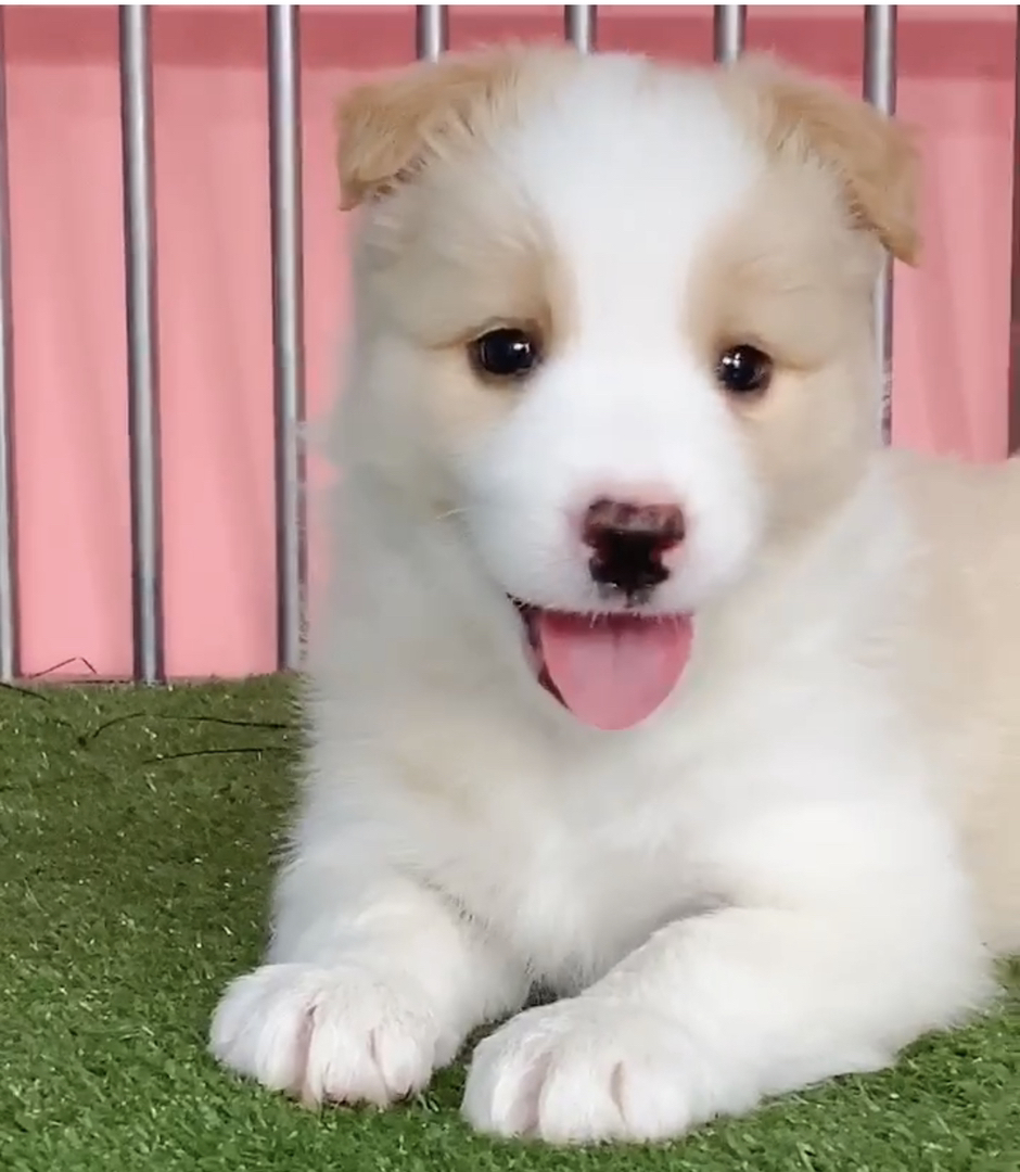 边境牧羊犬多又多❤️平台推荐