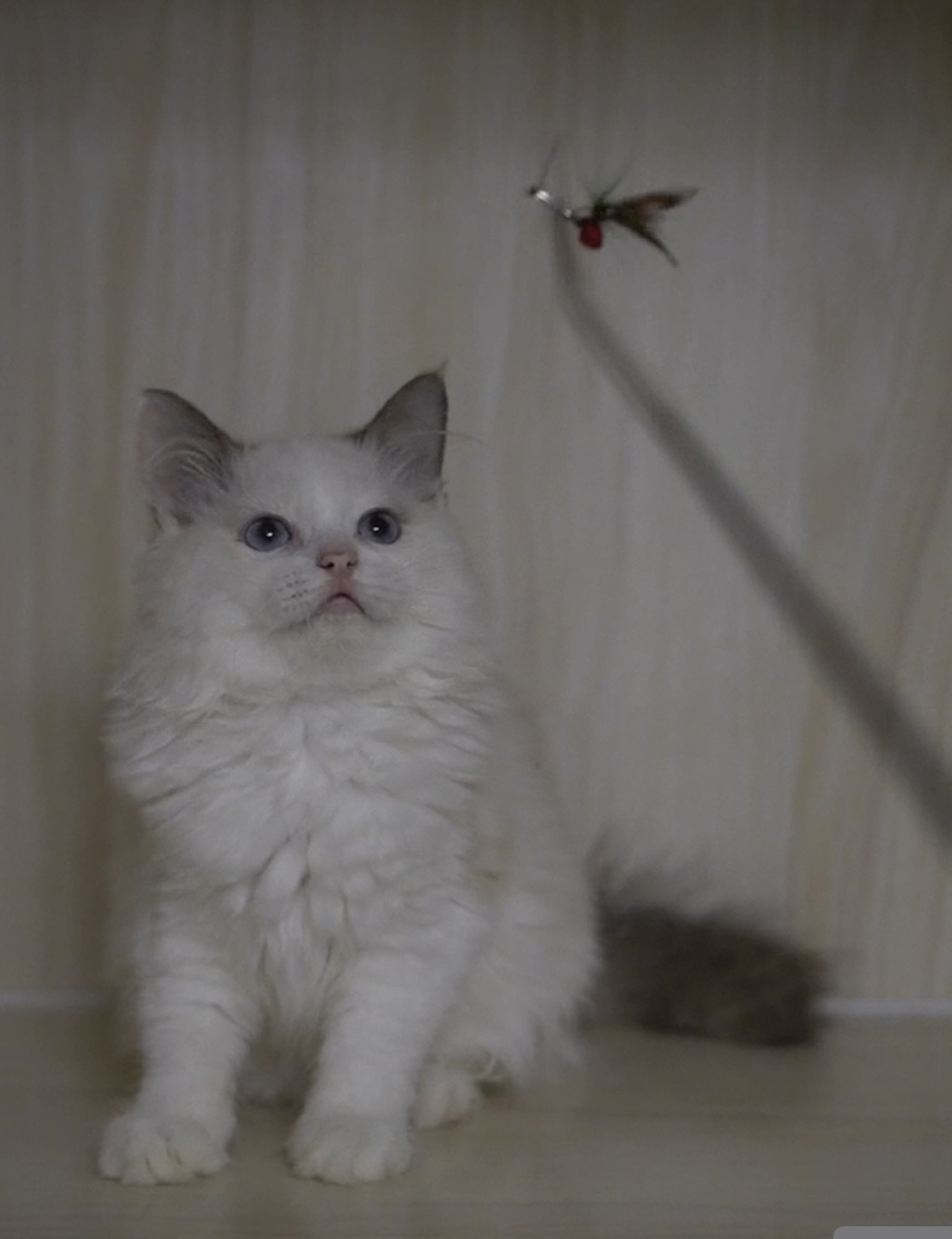 布偶猫，颜值超高的仙女猫，毛发柔软，性格温顺乖巧