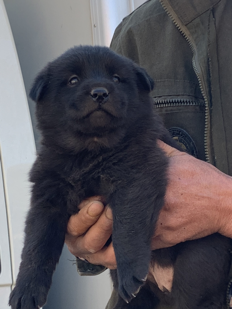 五黑犬广西土猎犬