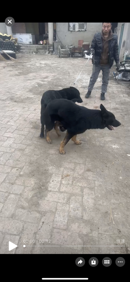双血统无证东德牧羊犬，阿瑞斯儿子搭配克里斯孙女出的，6公2母