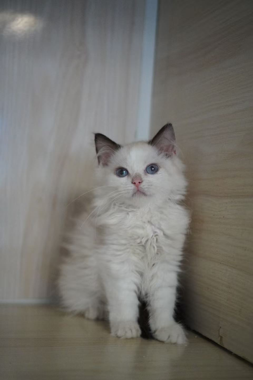 布偶猫(仙女猫),蓝眼甜美,毛发蓬松,温顺粘人,理想陪伴伴侣