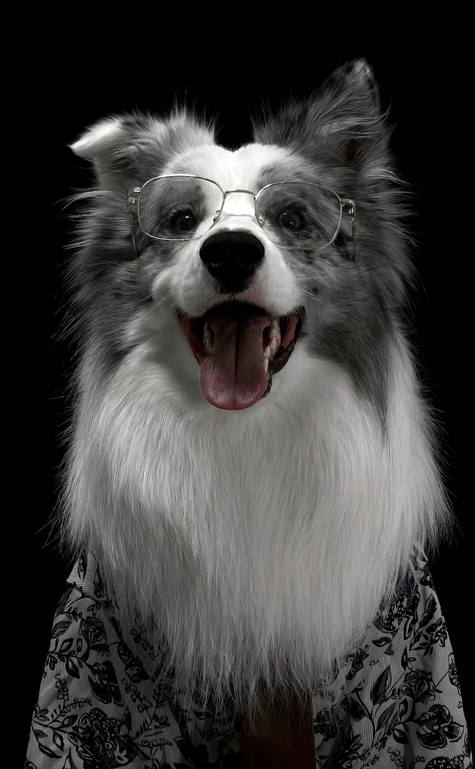 陨石色边境牧羊犬,聪明机灵,长毛飘逸,超棒的宠物伴侣