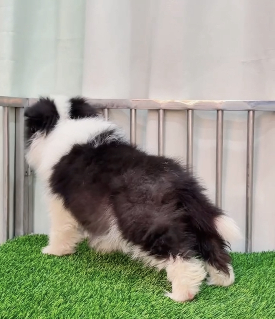 双血统⭐带证书芯片⭐边境牧羊犬