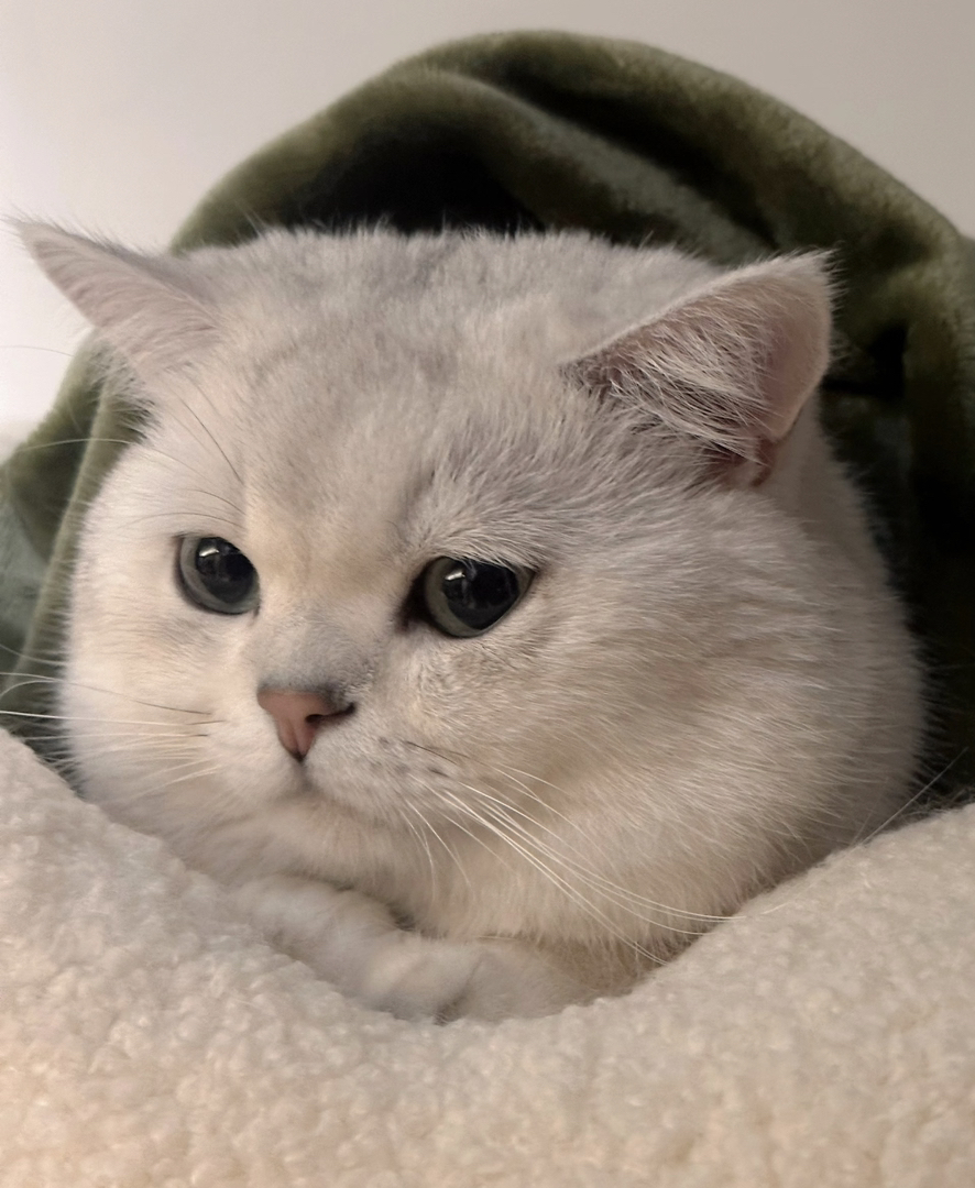 英短银渐层,大眼萌猫,毛软圆润,颜值与可爱并存