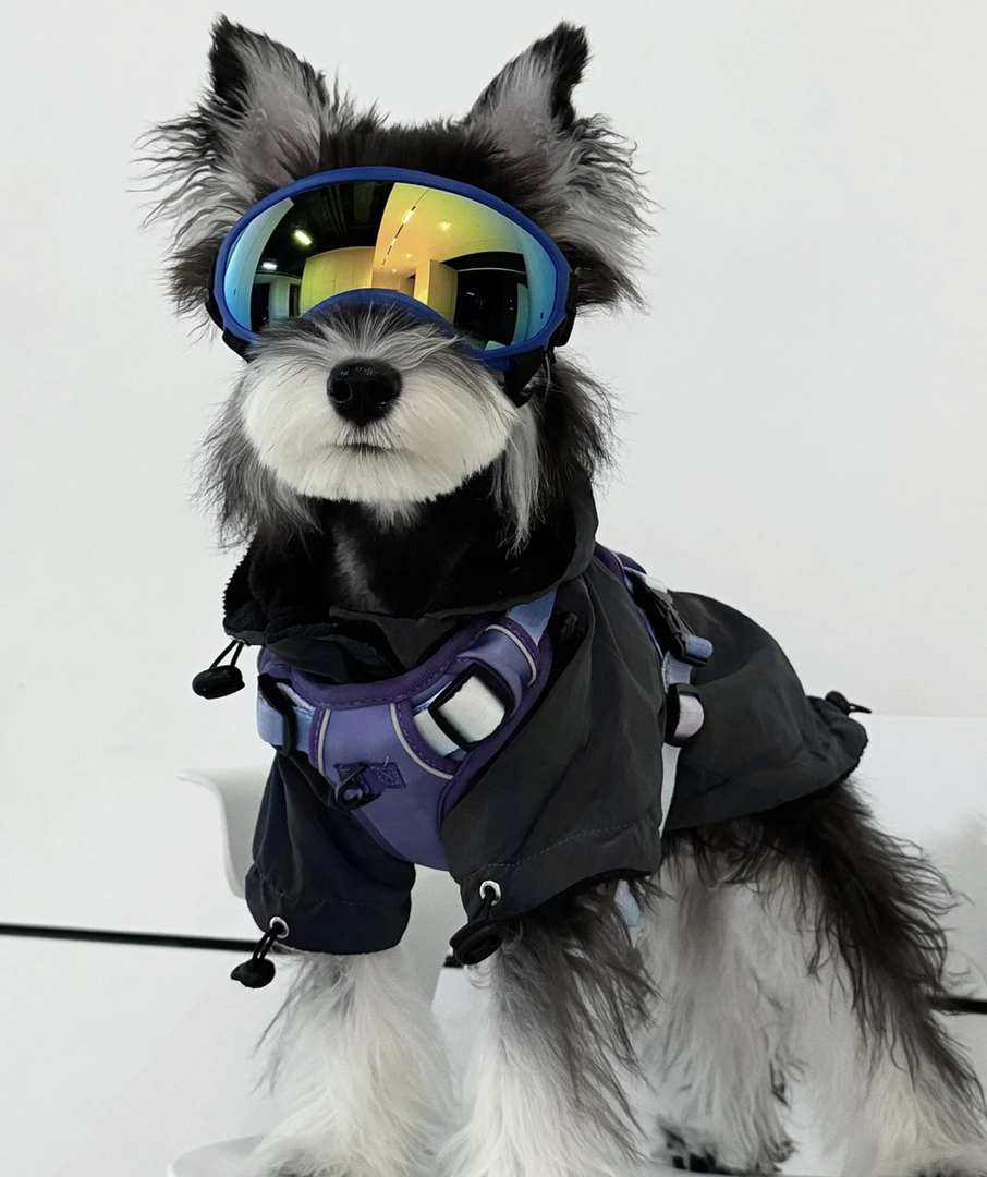 雪纳瑞犬,造型时尚,毛发浓密,个性独特的可爱萌宠