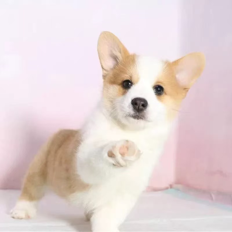 柯基幼犬，短腿萌宠，颜值爆表，可爱又贴心