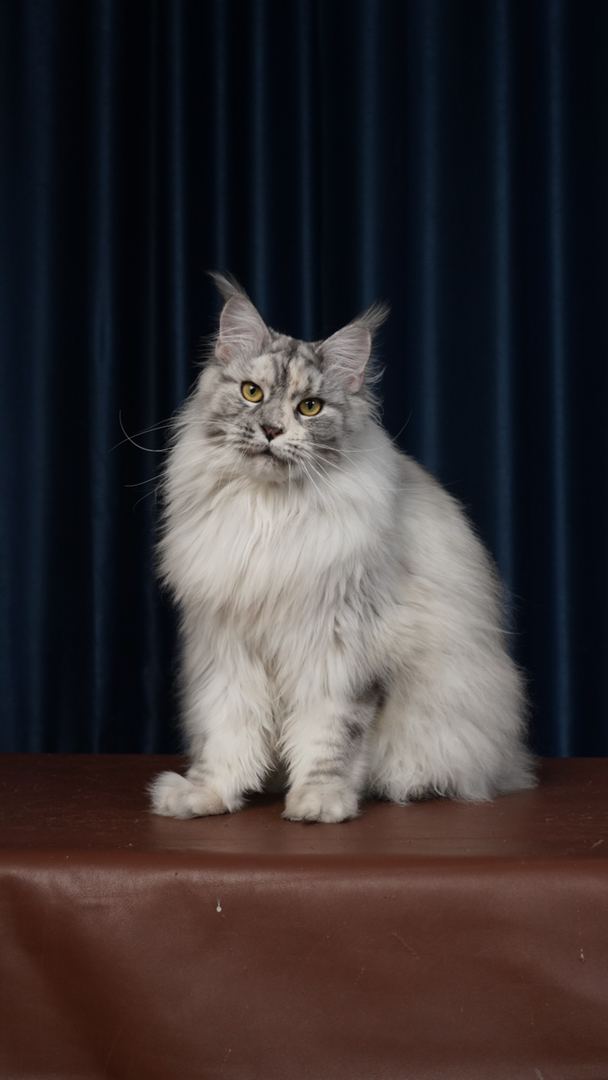 纯种俄系缅因猫带纸质血统证书