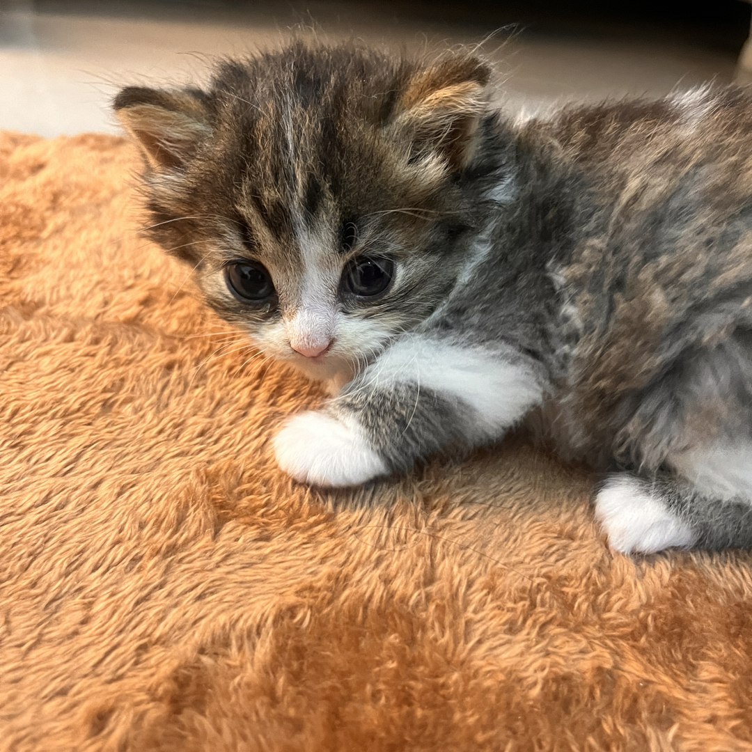 缅因猫幼崽，毛发浓密蓬松，大眼萌态尽显高贵优雅