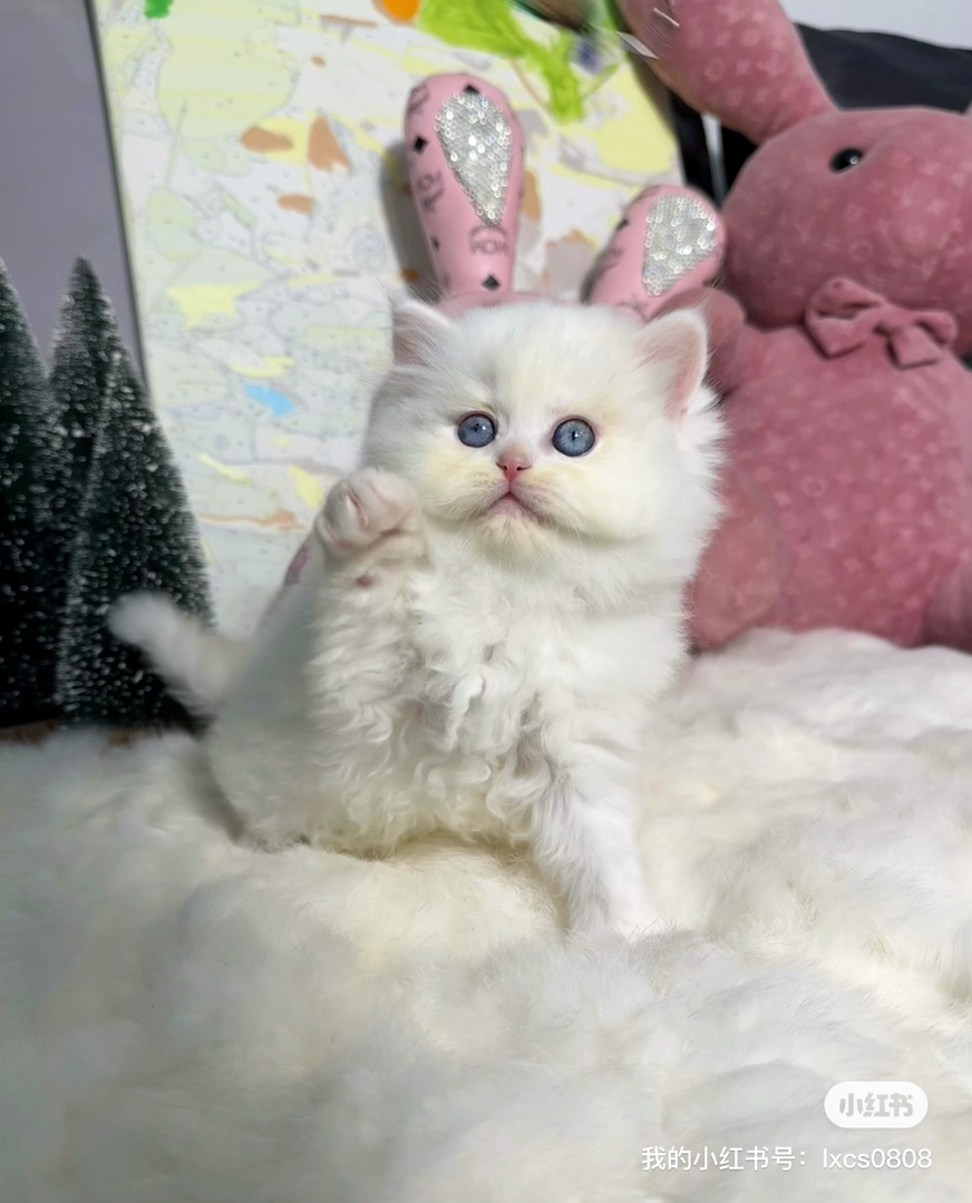 英国长毛猫 纯白 双蓝眼