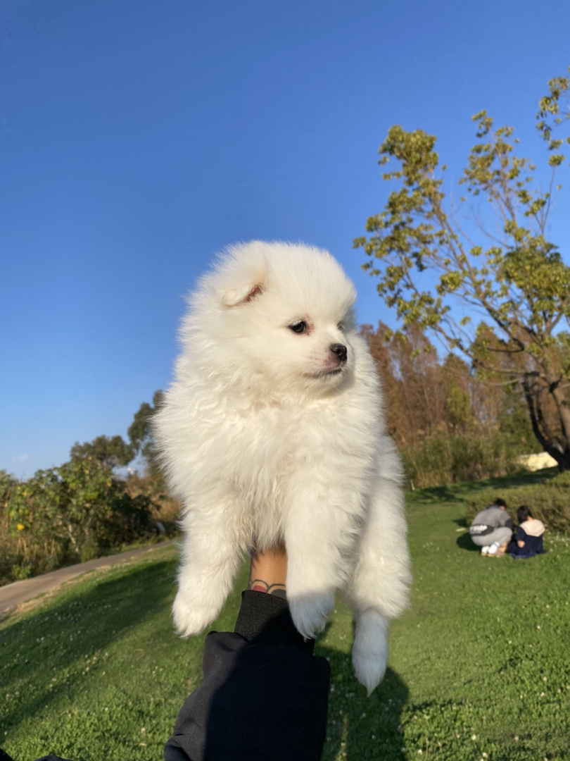 博美幼犬非常乖巧聪明，性格也好