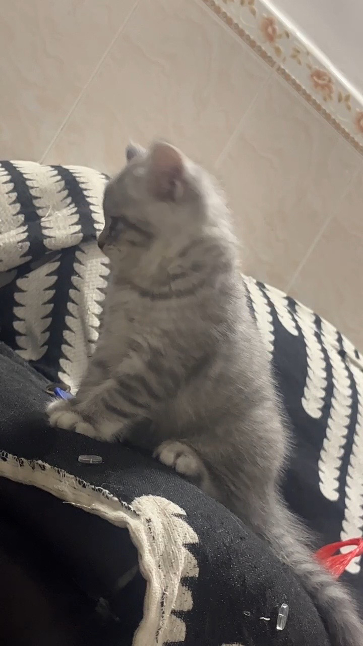 美国短毛猫幼崽，可爱乖巧，斑纹漂亮，绝佳的宠物伴侣