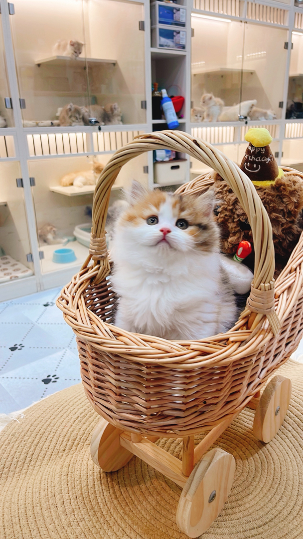 金三花高地