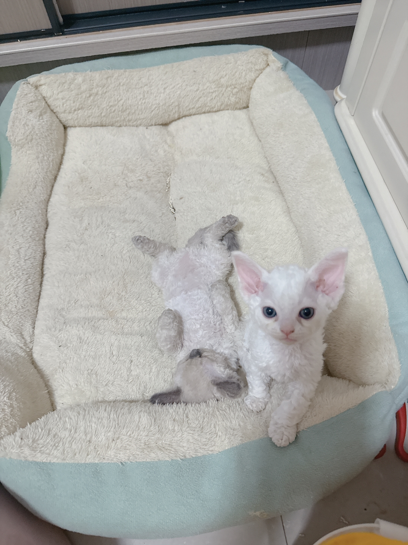 纯白德文卷毛猫弟弟+妹妹，粘人的两只小可爱。