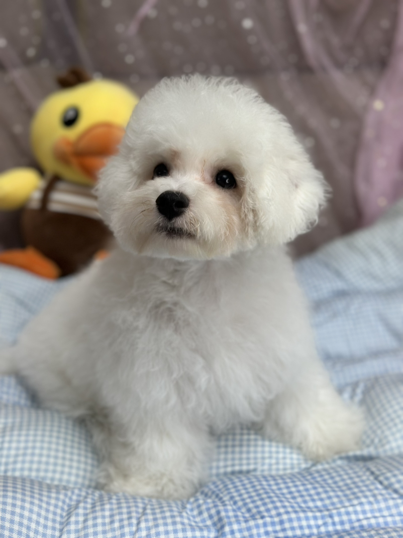 自家繁育纯种比熊犬，可爱的棉花糖小狗