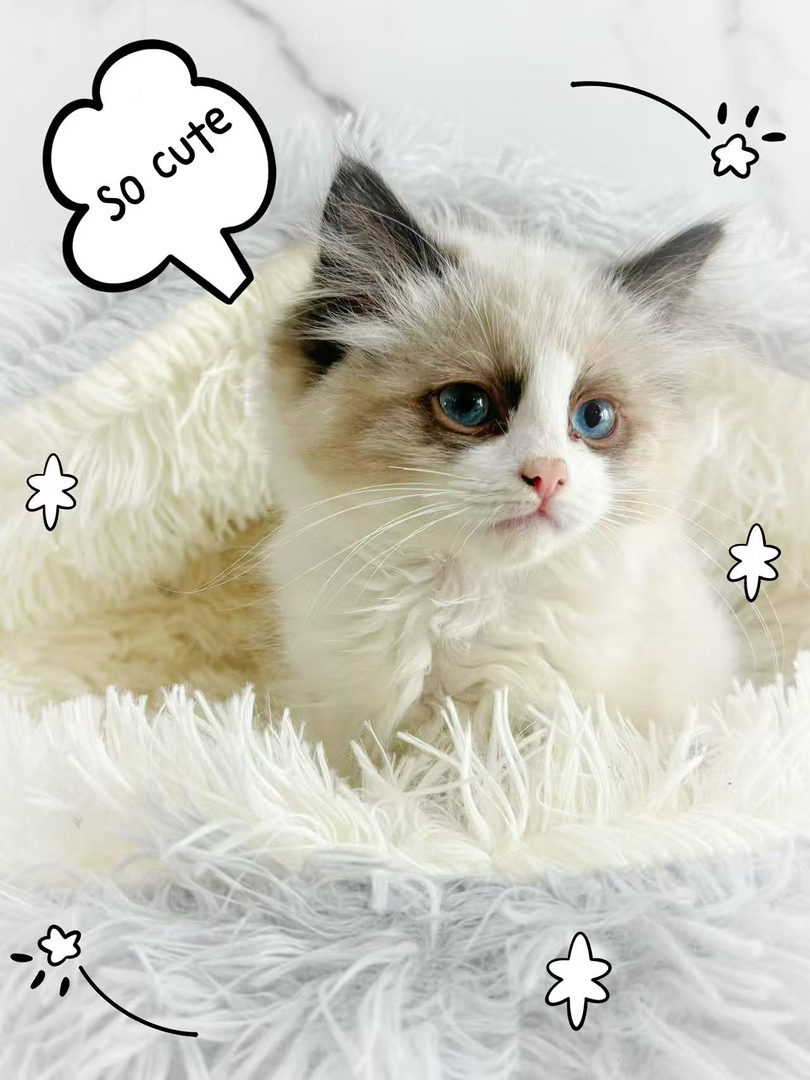 布偶猫