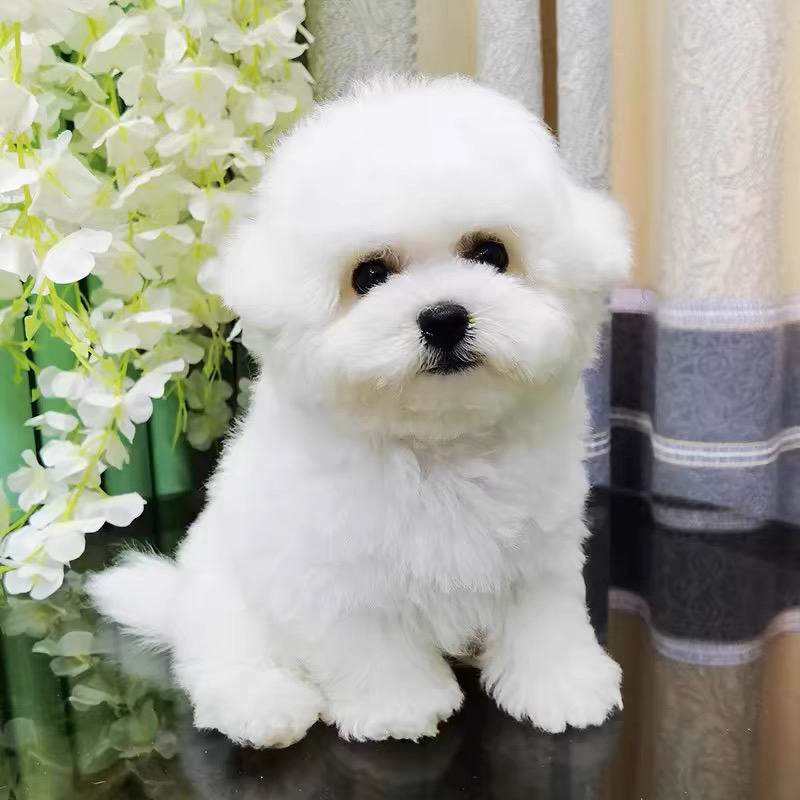 高端爆毛比熊❤️随时发货