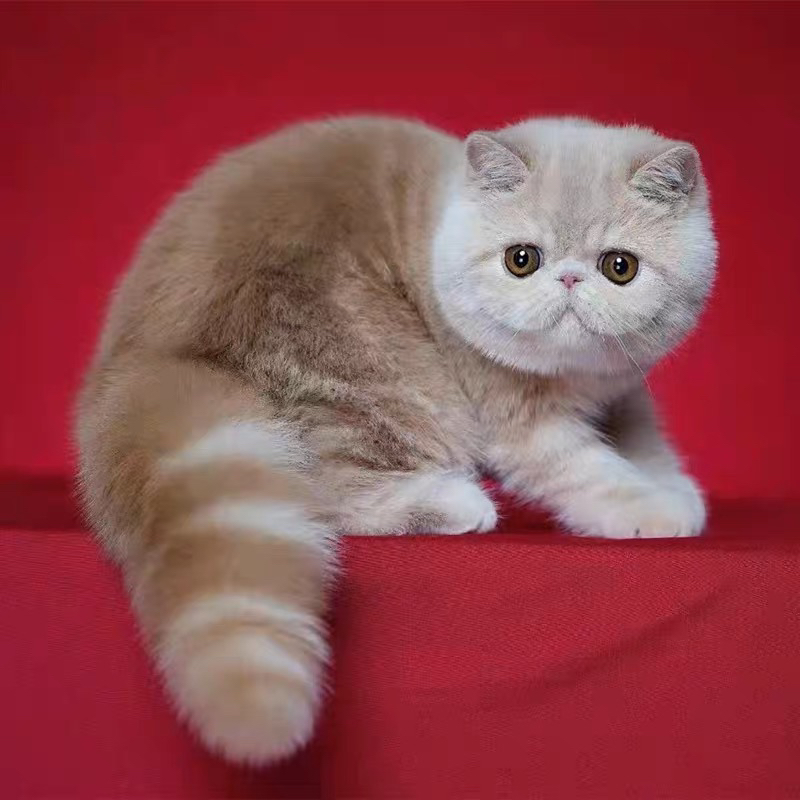 加菲猫