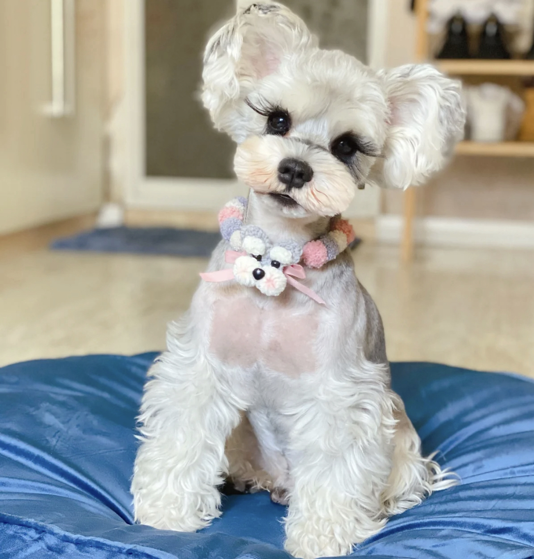 高端米其耳雪纳瑞宝宝