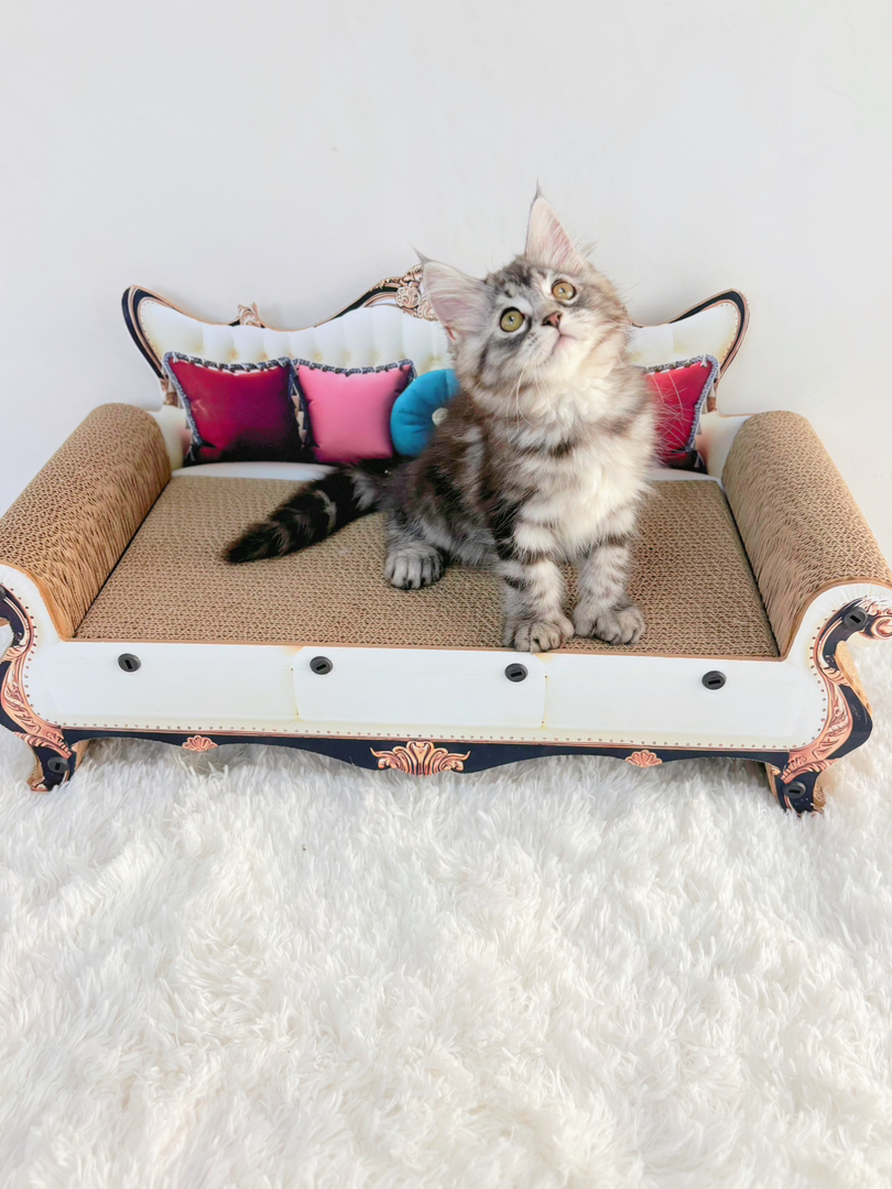 六趾大脚缅因mm黏人性格好