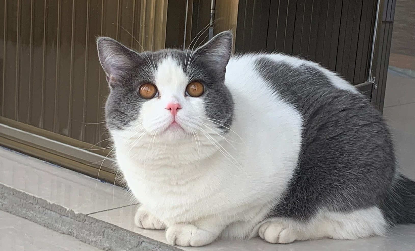 可爱英短猫咪，圆润大眼粉鼻，温柔乖巧超治愈