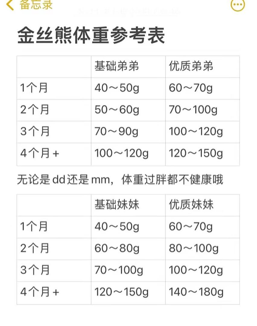 精品蜜波利卷毛金丝熊妹妹，大金黄色的毛发天生自然卷超像小贵妇