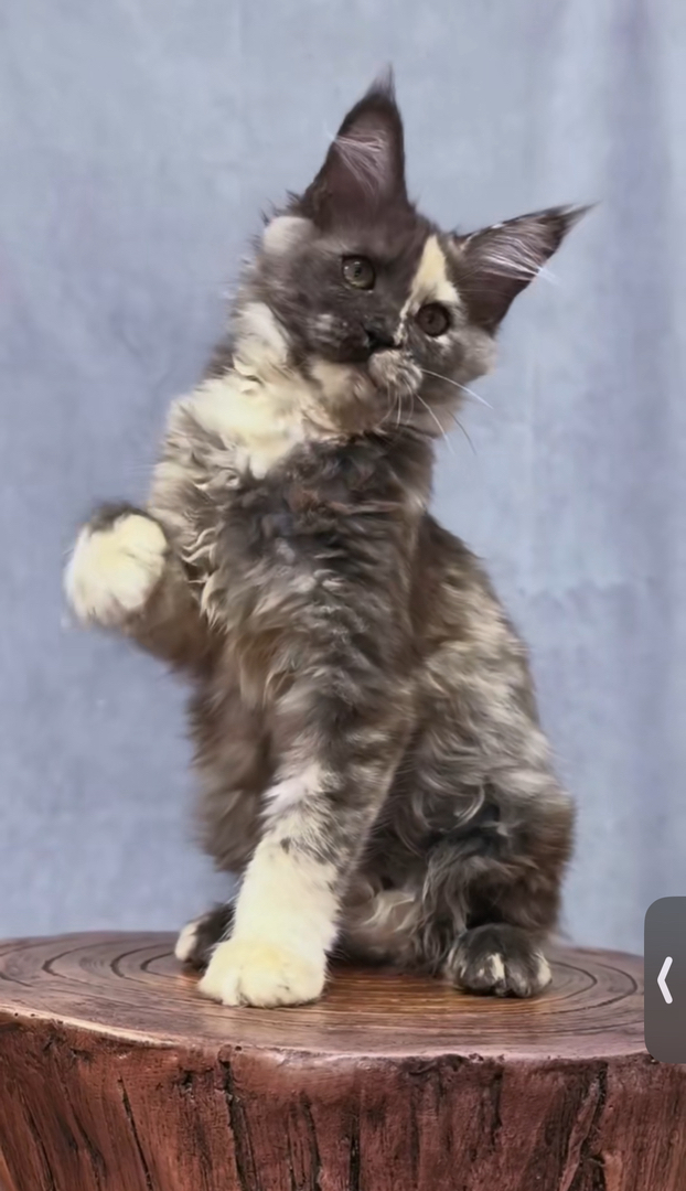 缅因猫幼崽，体型较大，毛发浓密，霸气又可爱的喵星人