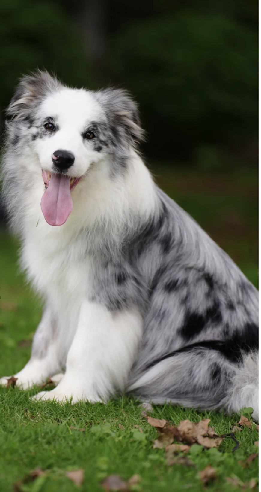 出售成犬边牧。公母都有。都是颜值巅峰