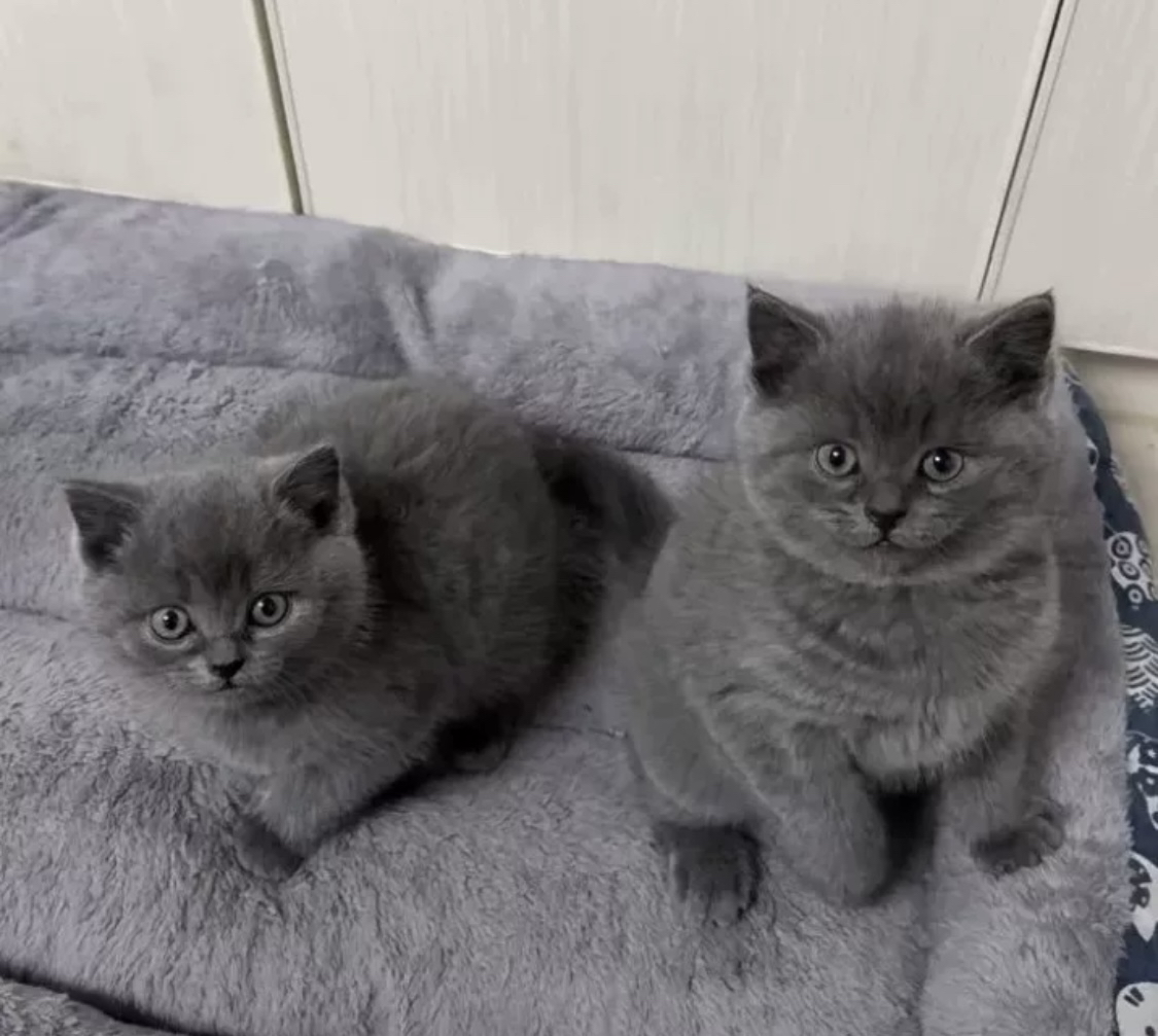 蓝猫已打疫苗驱虫保障终身售后。金渐层布偶银渐层金吉拉暹罗蓝猫银点暹罗猫