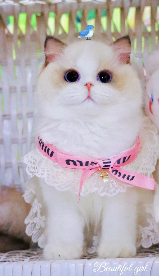 高端布偶猫