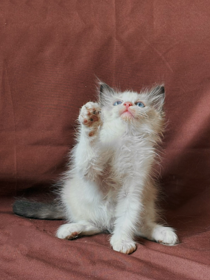 布偶猫幼崽，蓝眼白毛颜值高，温顺可爱，宠物新宠